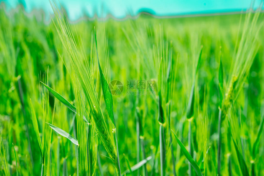 绿色大麦的美丽视图已归档图片