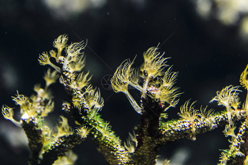 海葵是掠食海洋动物图片