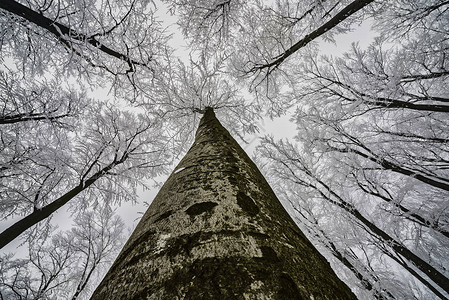 进入冬季山毛榉树冠的视图图片