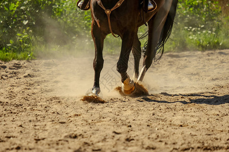 棕马蹄在沙地扬尘夏天奔跑图片