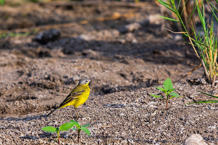 野生黄鹡鸰或Motacillaflavafeldegg图片