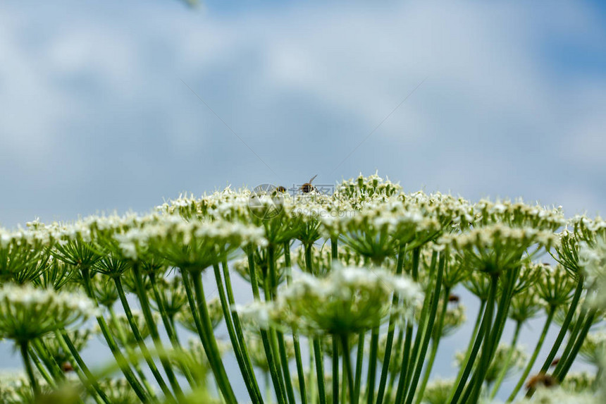 赫拉克林霍格威德植物对蓝天和白云的巨型炎热蜜蜂从牛穴巨大的花图片