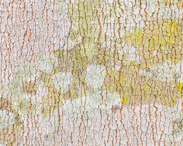 橡胶树木条纹理背景天然图片