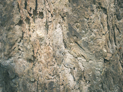 Brown树条纹理背景天然图片