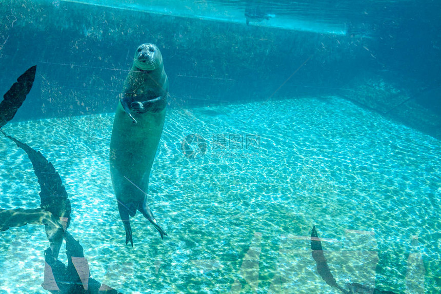 海豹在水族馆前观察游客图片