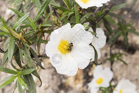 蜜蜂以花粉和花蜜为食花授粉图片