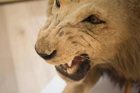 狮子闭上狮的嘴图片