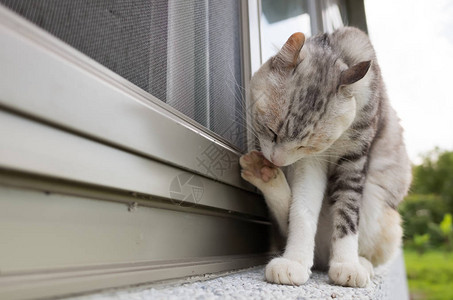 靠近窗户的猫洗头图片