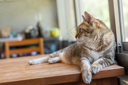 虎斑猫坐在房子的桌子上图片