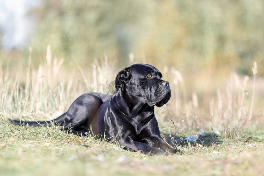 黑狗CaneCor图片