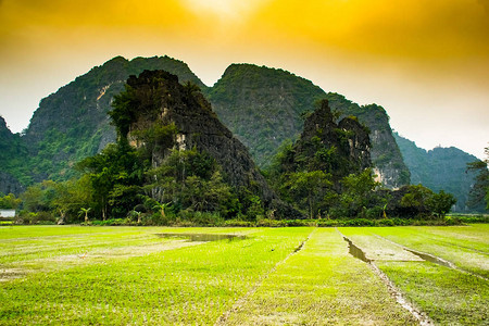 越南风景中的田稻TamCocNin图片