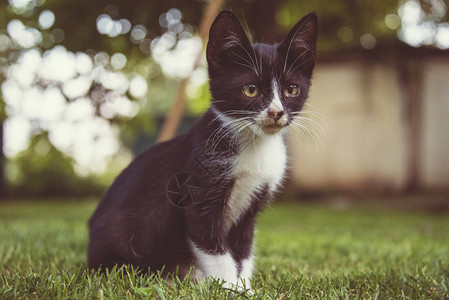 可爱的小猫户外小猫玩图片