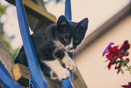 可爱的小猫户外小猫玩图片