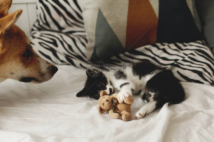 可爱的小猫和金狗在时尚的房间里用枕头在床上玩耍可爱的黑白小猫和小狗带着有趣的情绪在毯子上玩图片