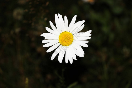 开花的白色雏菊花母菊属洋甘菊图像略微色调复图片