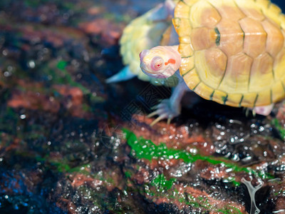 小乌龟或小乌龟红耳滑图片