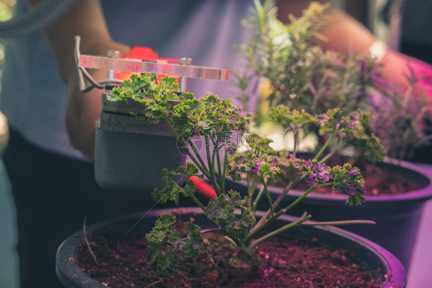 一种测量植物光合作用的人工led灯二氧图片