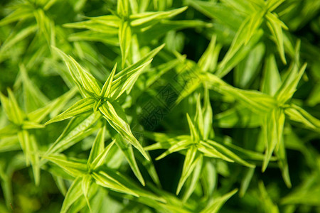 生长植物的绿色尖叶纹理顶视图图片