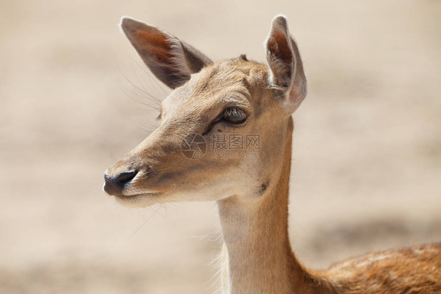 野沙地区常见的雌鹿或elaphus图片