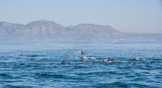 在南非福尔斯湾游泳的海豚群图片