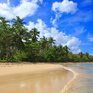 加勒比海位于热带海滩上图片