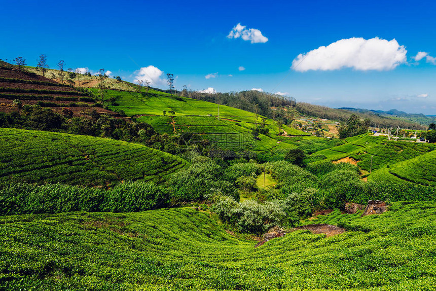 斯里兰卡茶叶种植图片