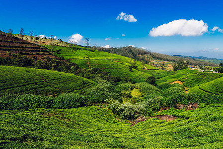 斯里兰卡茶叶种植图片