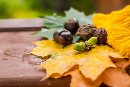 秋天成份秋天背景有彩色叶子南瓜栗子和图片