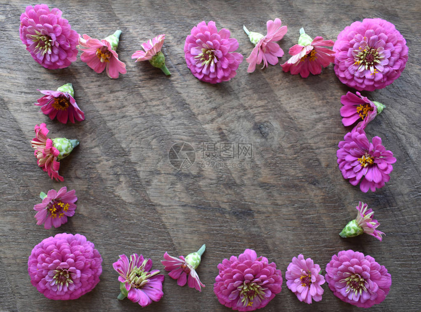 木头上的粉红色百日草花框架图片