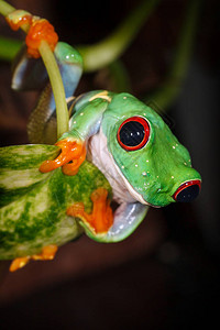 红眼树青蛙在叶子上乱图片