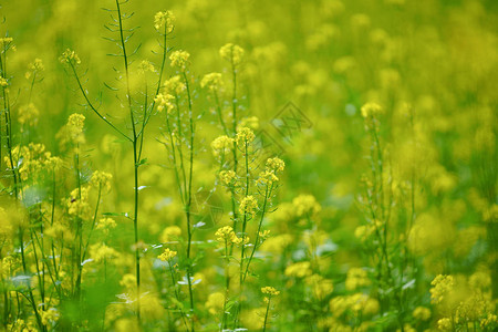 北海道的黄花图片