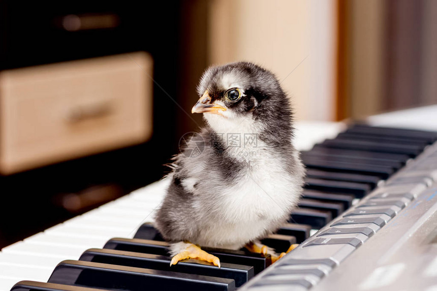 钢琴键上的黑色小鸡音乐的第一步在音乐学校习青年图片