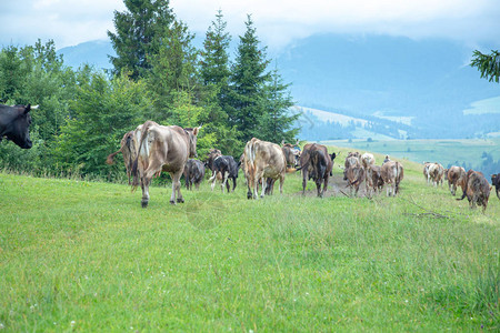 山上牧场上的牛群图片