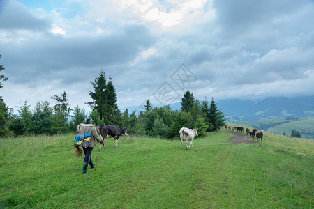 一个牧羊人在山上牵着一群牛图片