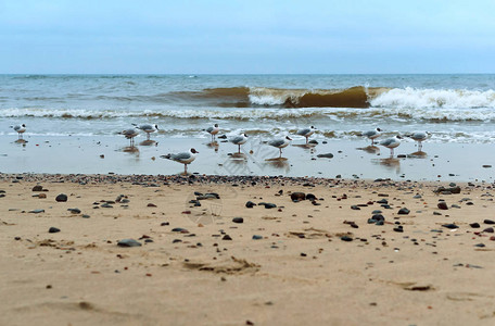 海岸上的水禽海岸上的海鸥和石头海岸图片