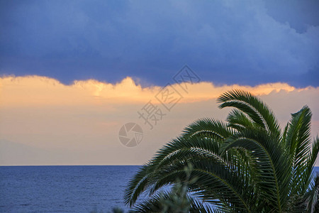 绿棕榈树顶端的青棕榈树与蓝海相对天边图片