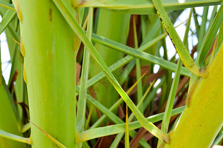 一棵热带棕榈树的绿色交织联的绿色新鲜天然叶子的质地图片