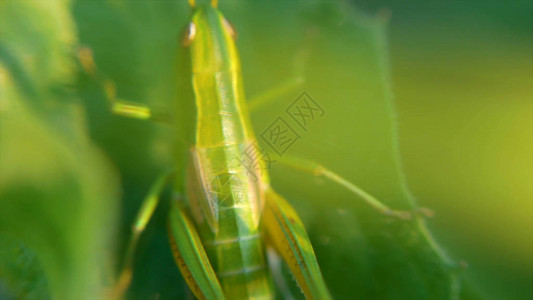 蚱蜢树叶上的蚱蜢草叶上的蚱蜢紧挨着田野绿色蚱图片