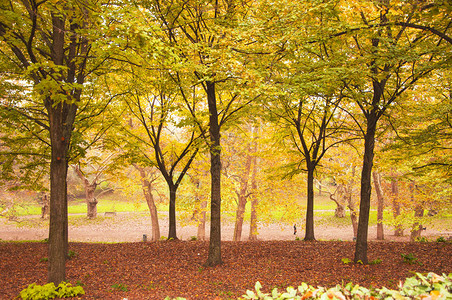 秋天的胡同公园走在大自然中图片