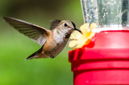 红褐色蜂鸟到达喂食器吃饭背景图片