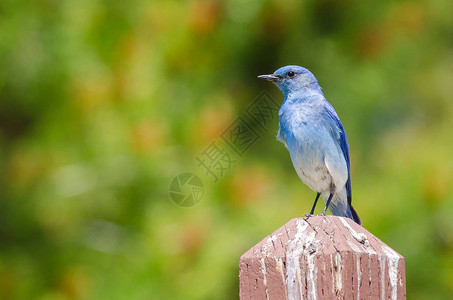 栖息在木柱上的富豪山蓝鸟图片