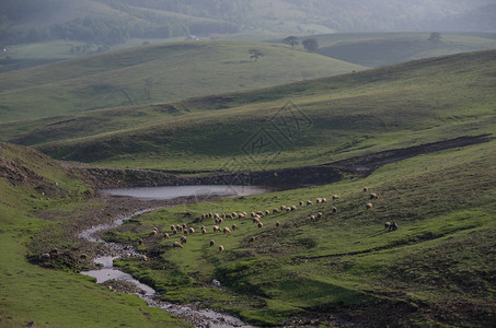 日落的春天风景有绵羊和草地塞尔维亚兹图片