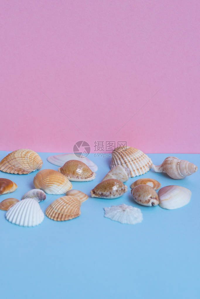 浅蓝色和粉红色背景上的各种贝壳图片