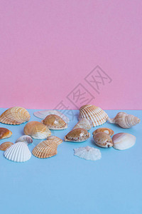 浅蓝色和粉红色背景上的各种贝壳高清图片