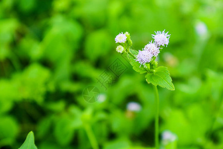 花园绿叶背景下的雨落下后草地上野图片