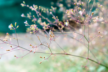 雨落到花园后草地上撒着图片