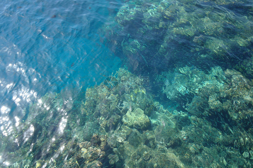 在珊瑚的水透明表面图片