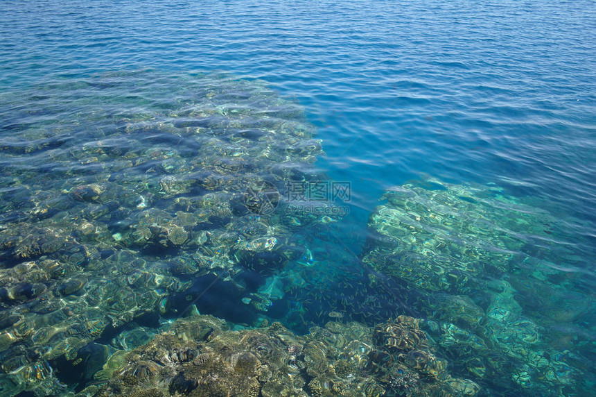 在珊瑚的水透明表面图片
