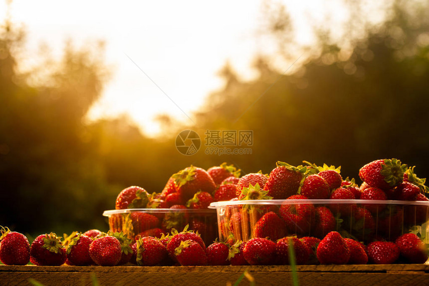 晚上在树木和日落的背景之下用塑料盒子中的草莓种图片