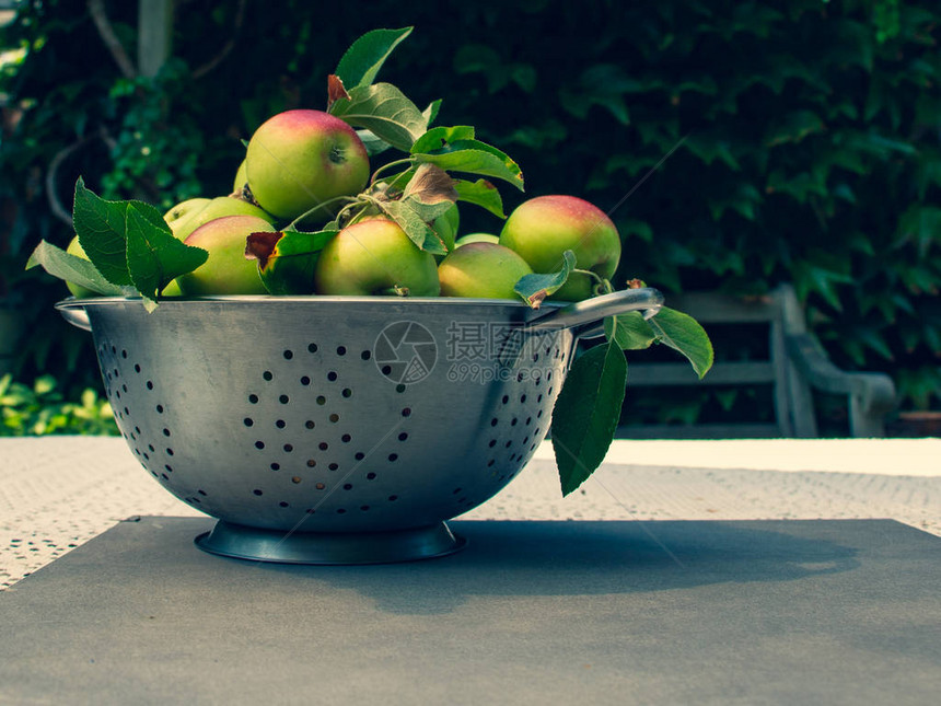 在户外餐桌上的金属网状渗透锅中的新鲜成熟苹果苹果收割时有复制空间图片